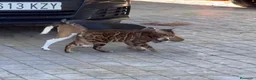 Bengalí gatos en venta: Bengali adulto - Anuncio 2