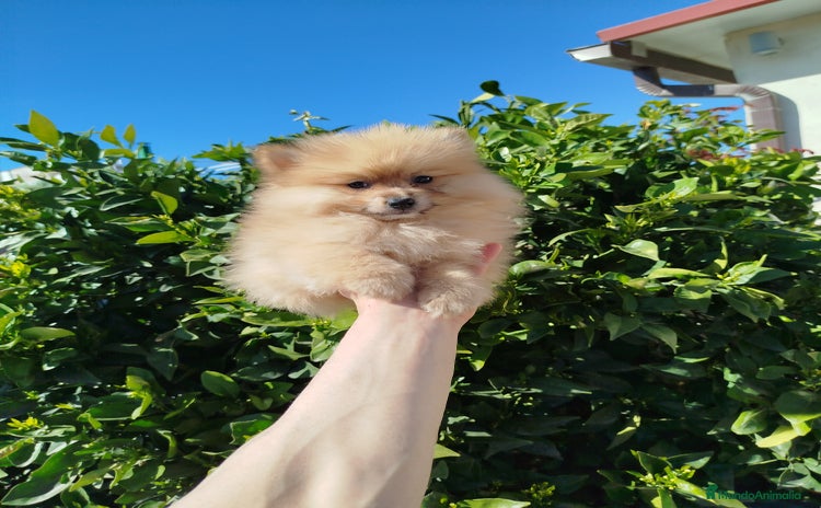 Pomerania perros - Propaganda 4