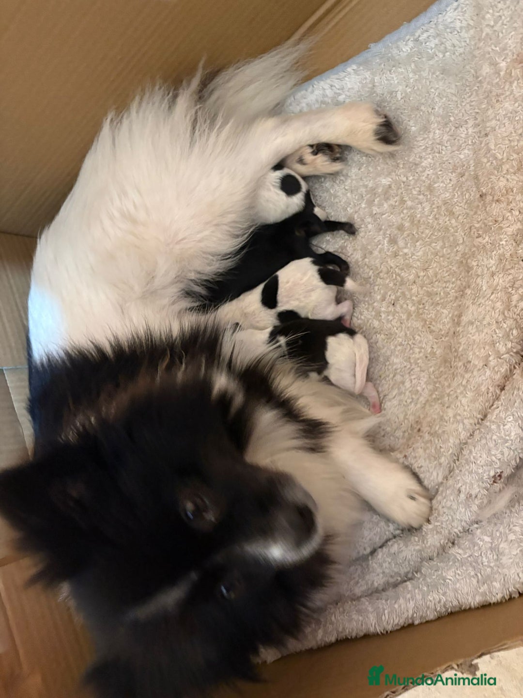 Pomerania perros en venta: Preciosa camada Lulú Pomerania toy de color party - Anuncio 3