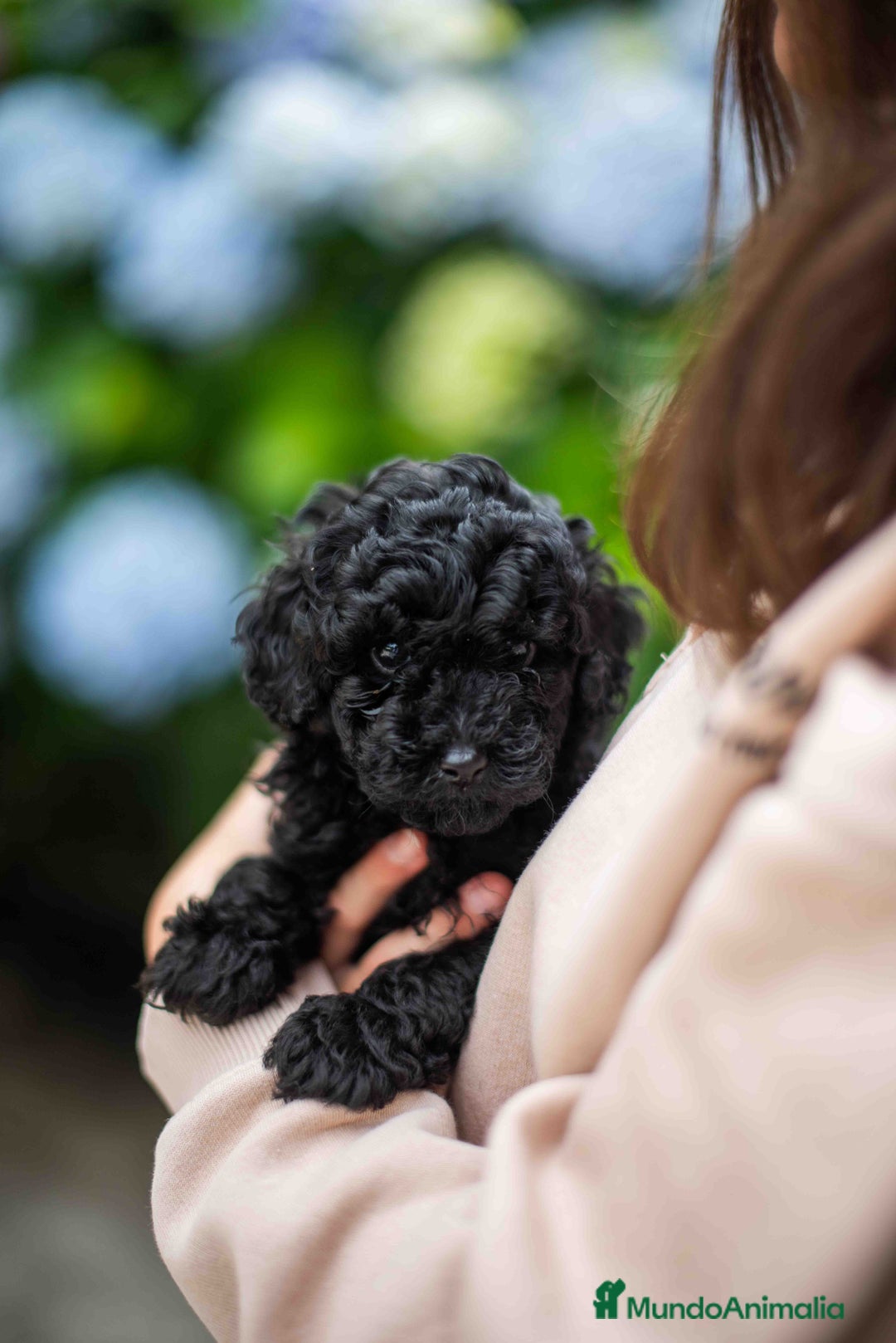 Caniche Toy perros en venta: Caniches toys negros - Anuncio 1