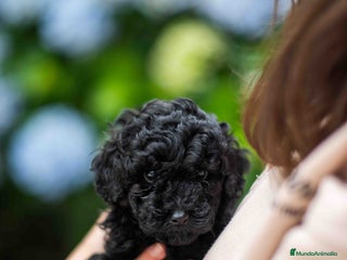 Caniche Toy perros Caniches toys negros - Anuncio 1