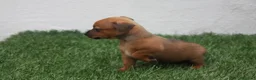 Raza Mixta perros en venta: Minijack  - Anuncio 18