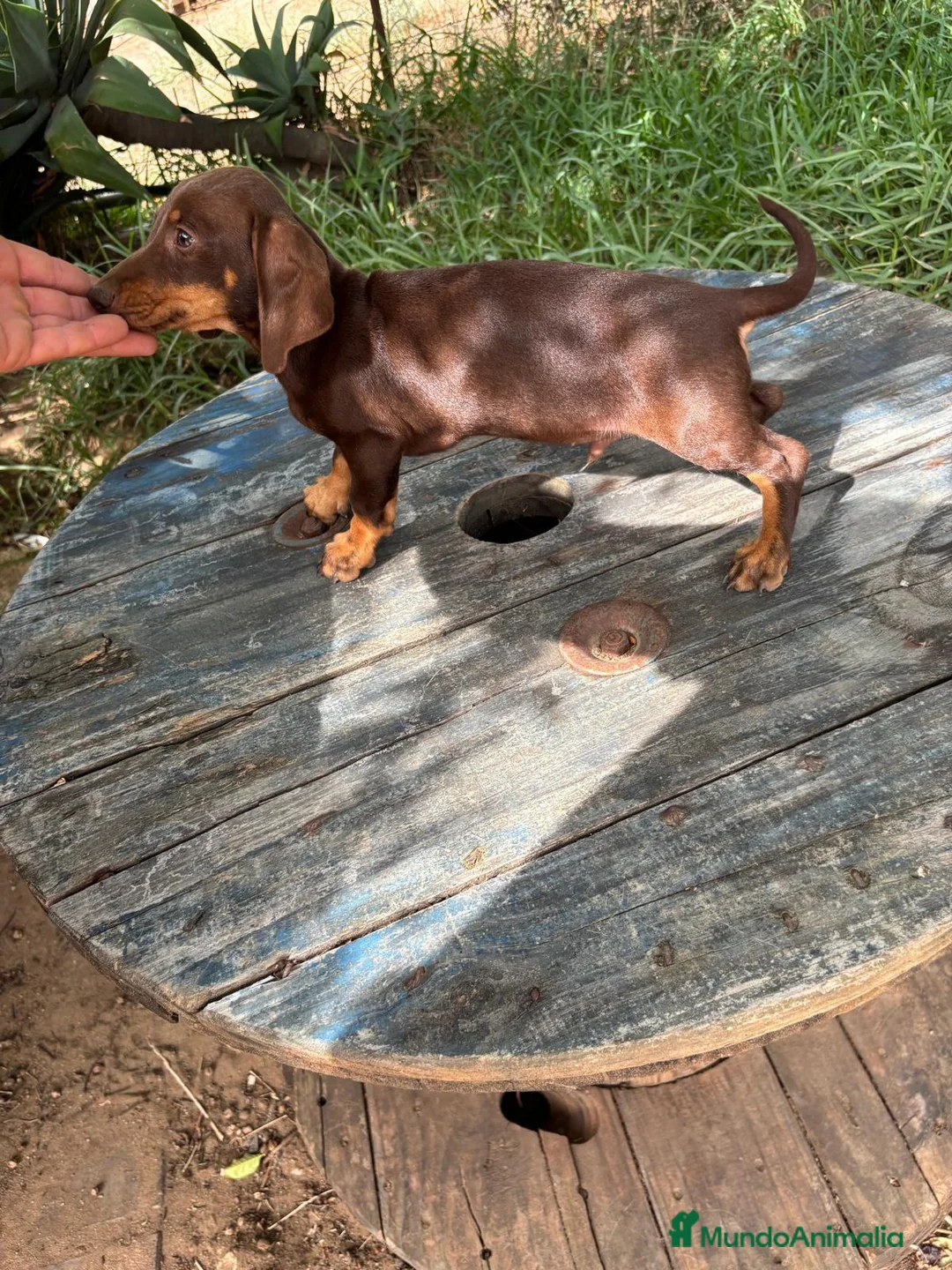 Teckel Miniatura perros en venta: Disponible Teckels de Calidad  - Anuncio 2