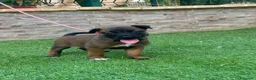 Pastor Belga Malinois perros en venta: Cachorros pastor belga Malinois  - Anuncio 5