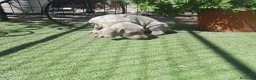 Weimaraner perros en venta: BRACO DE WEIMAR - Anuncio 13