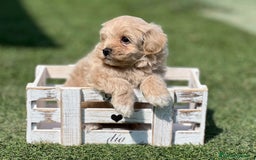 Maltipoo perros en venta: PRECIOSO MALTIPOO - Imagen 2