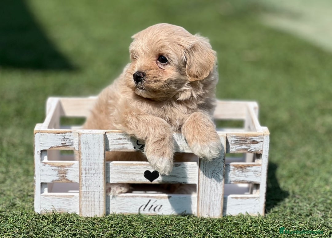 Maltipoo perros en venta: PRECIOSO MALTIPOO - Imagen 2