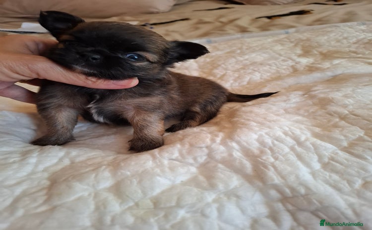 Chihuahua perros - Anuncio 1