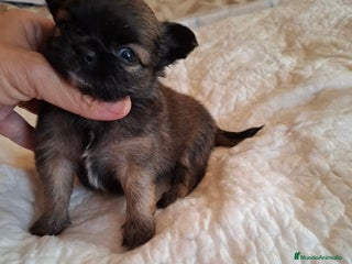 Chihuahua perros - Anuncio 1