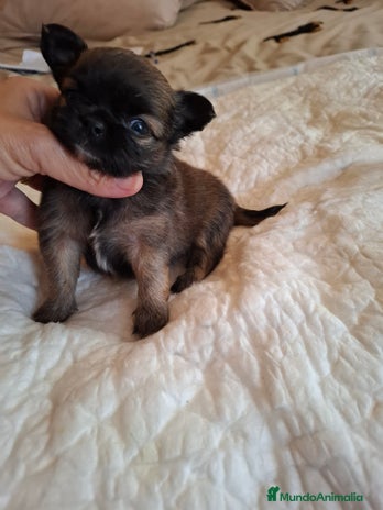 Chihuahua perros - Anuncio 1