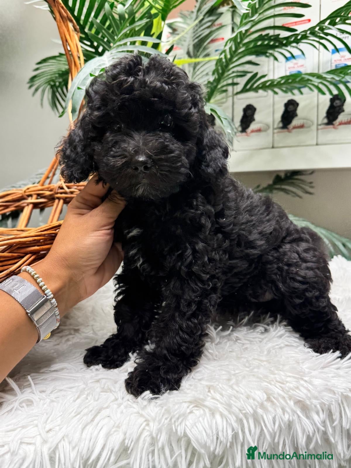 Caniche Enano perros CANICHE ENANA 🎀 - Anuncio 2
