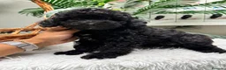 Caniche Enano perros en venta: CANICHE ENANA 🎀 - Anuncio 1