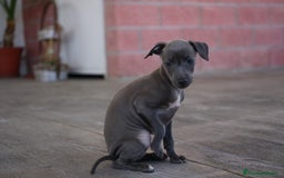 Pequeño Lebrel Italiano perros en venta: 🐾 Sirius y Selena – Galgos italianos blue 🐾 - Imagen 5
