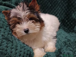 Biewer Yorkshire Terrier a la Pom Pon perros YORKSHIRE BIEWER - Anuncio 1