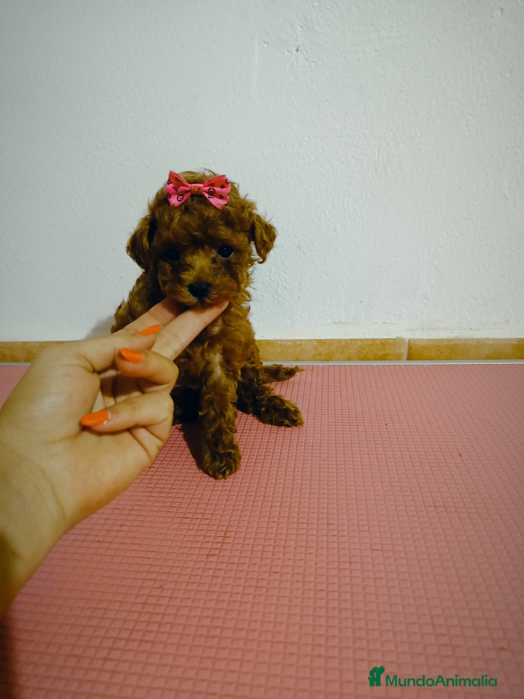 Caniche Toy perros en venta: Caniche toy - Imagen 2
