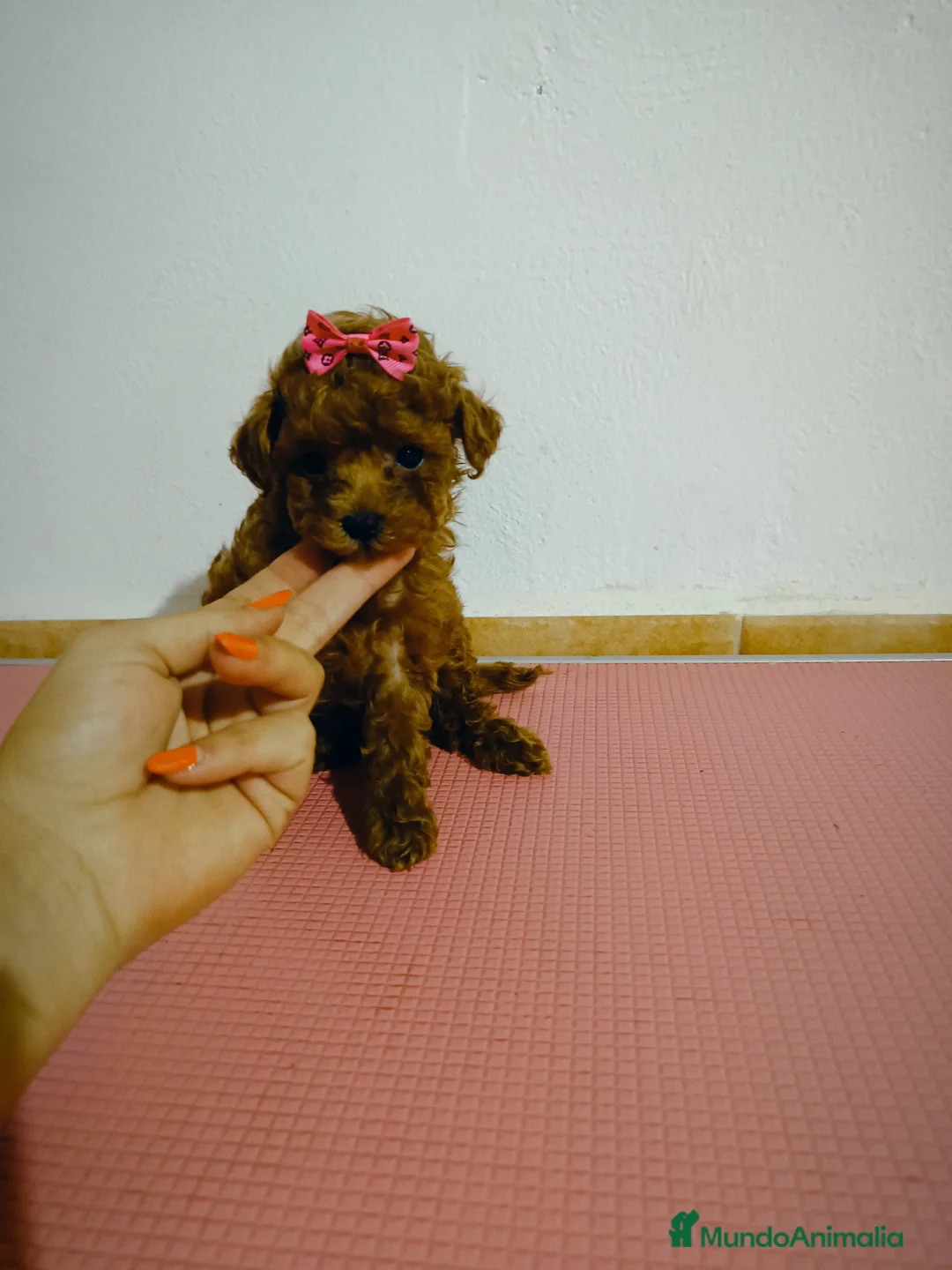 Caniche Toy perros en venta: Caniche toy - Anuncio 2
