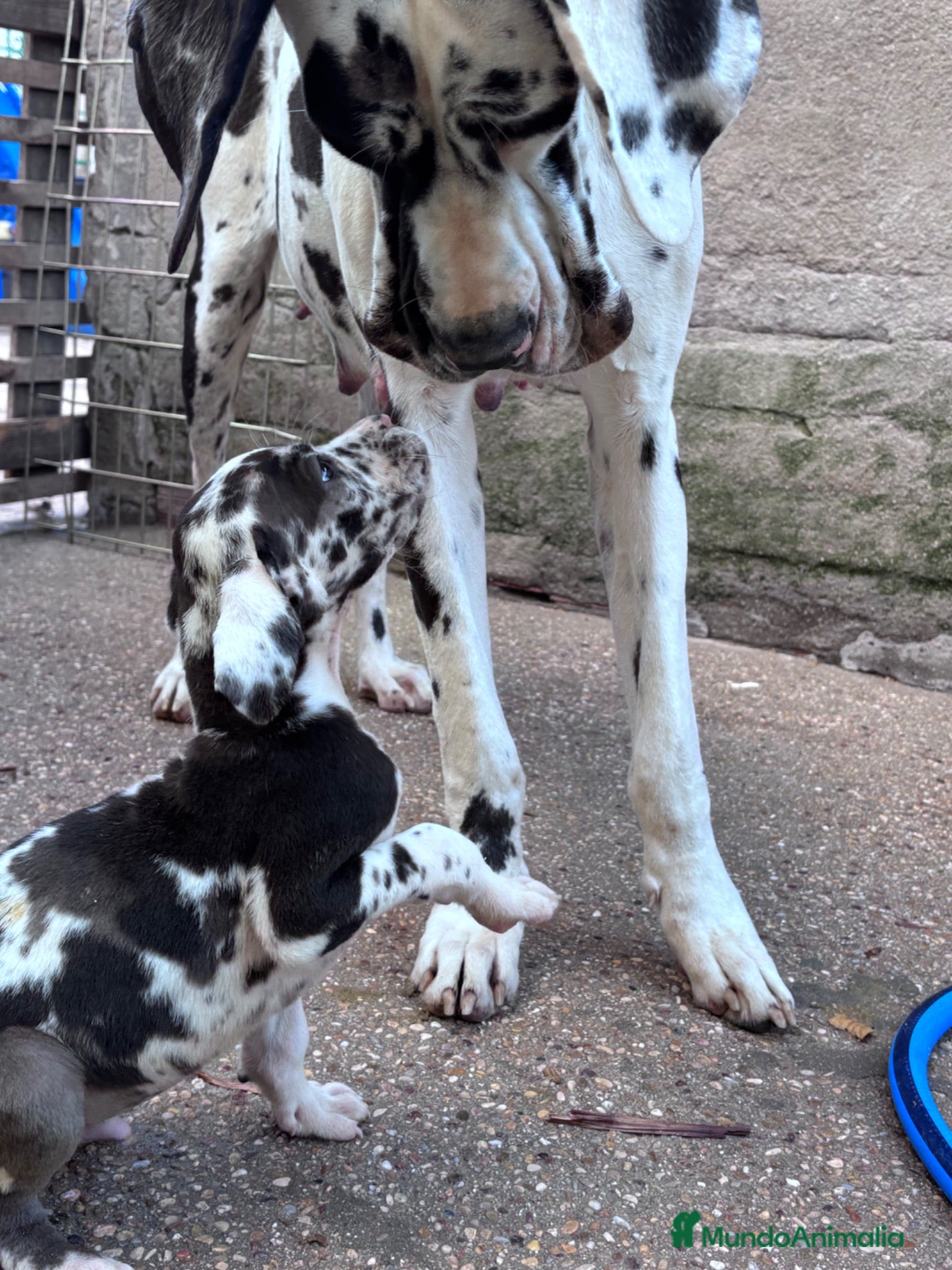 Dogo Alemán perros Dogo alemán / gran danés  - Anuncio 1