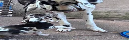 Dogo Alemán perros en venta: Dogo alemán / gran danés  - Anuncio 1