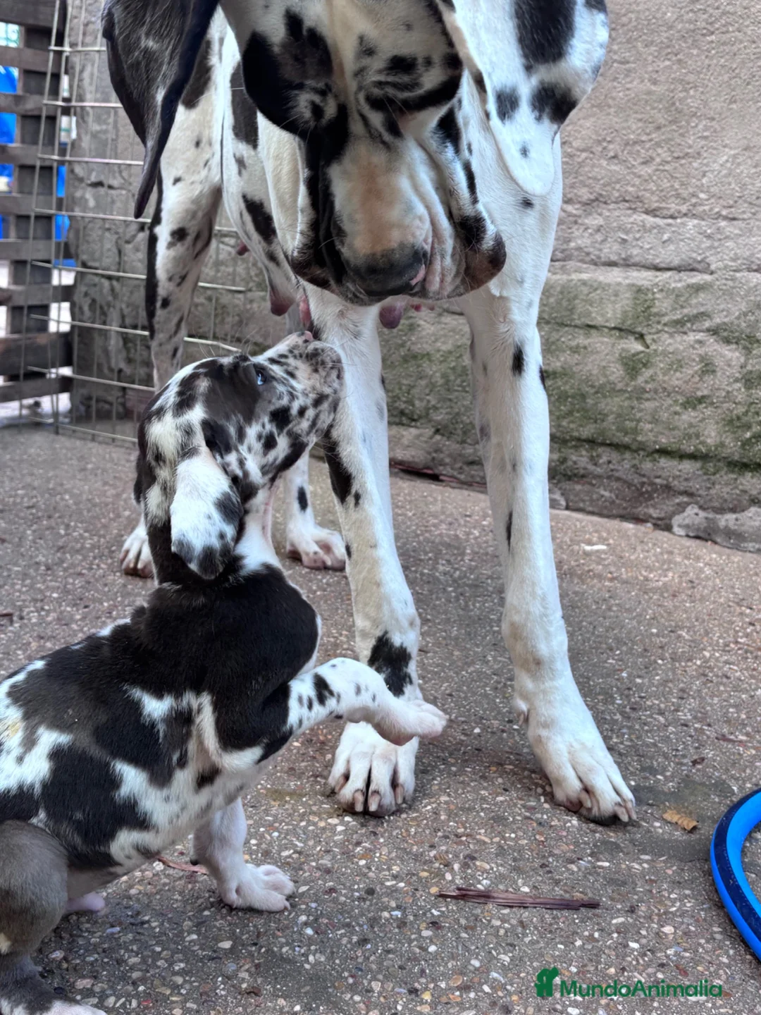 Dogo Alemán perros en venta: Dogo alemán / gran danés  - Anuncio 1