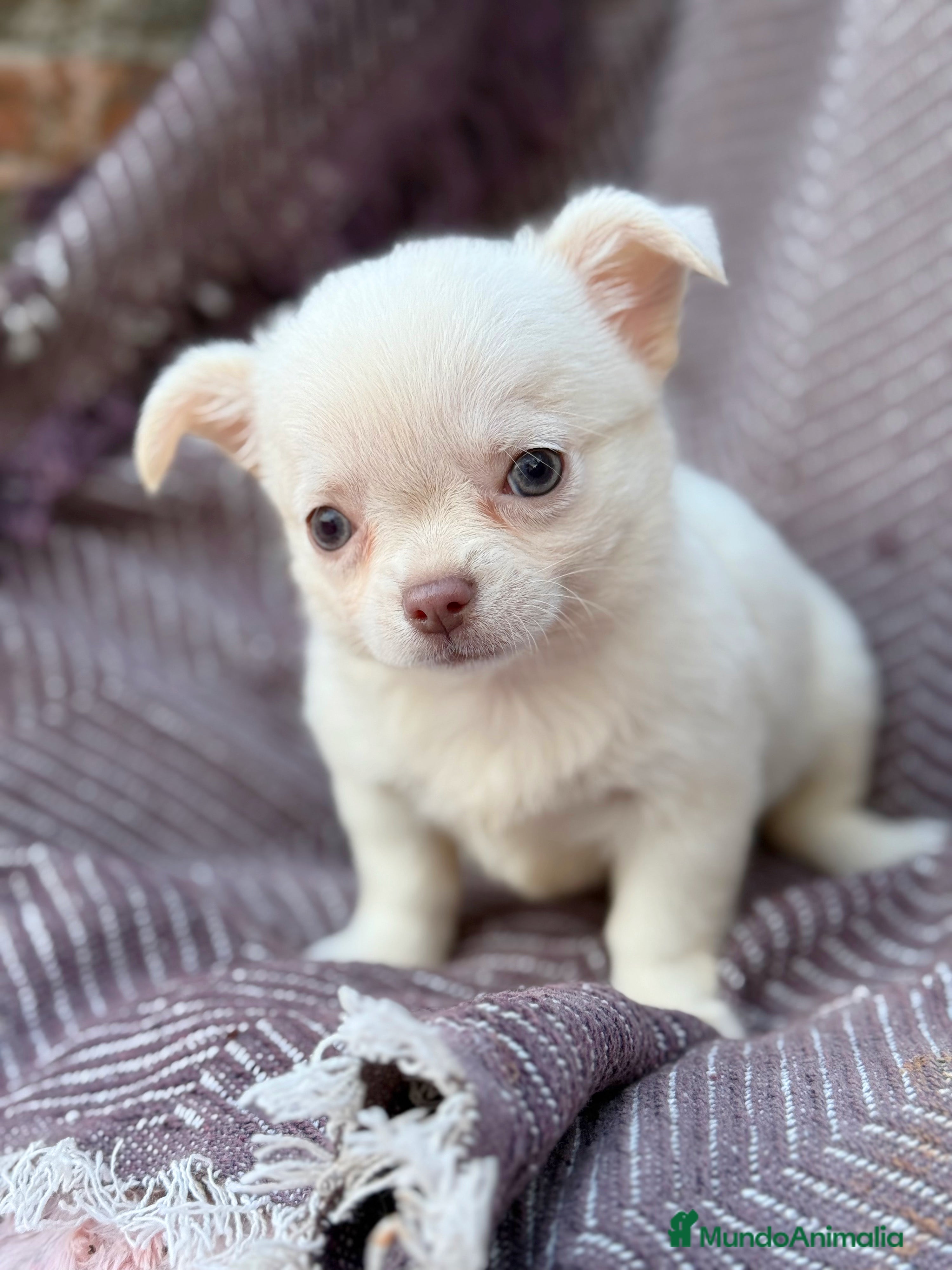 Chihuahua perros Chihuahua pelo largo hembra ojos azules  - Anuncio 6