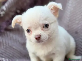 Chihuahua perros Chihuahua pelo largo hembra ojos azules - Anuncio 6