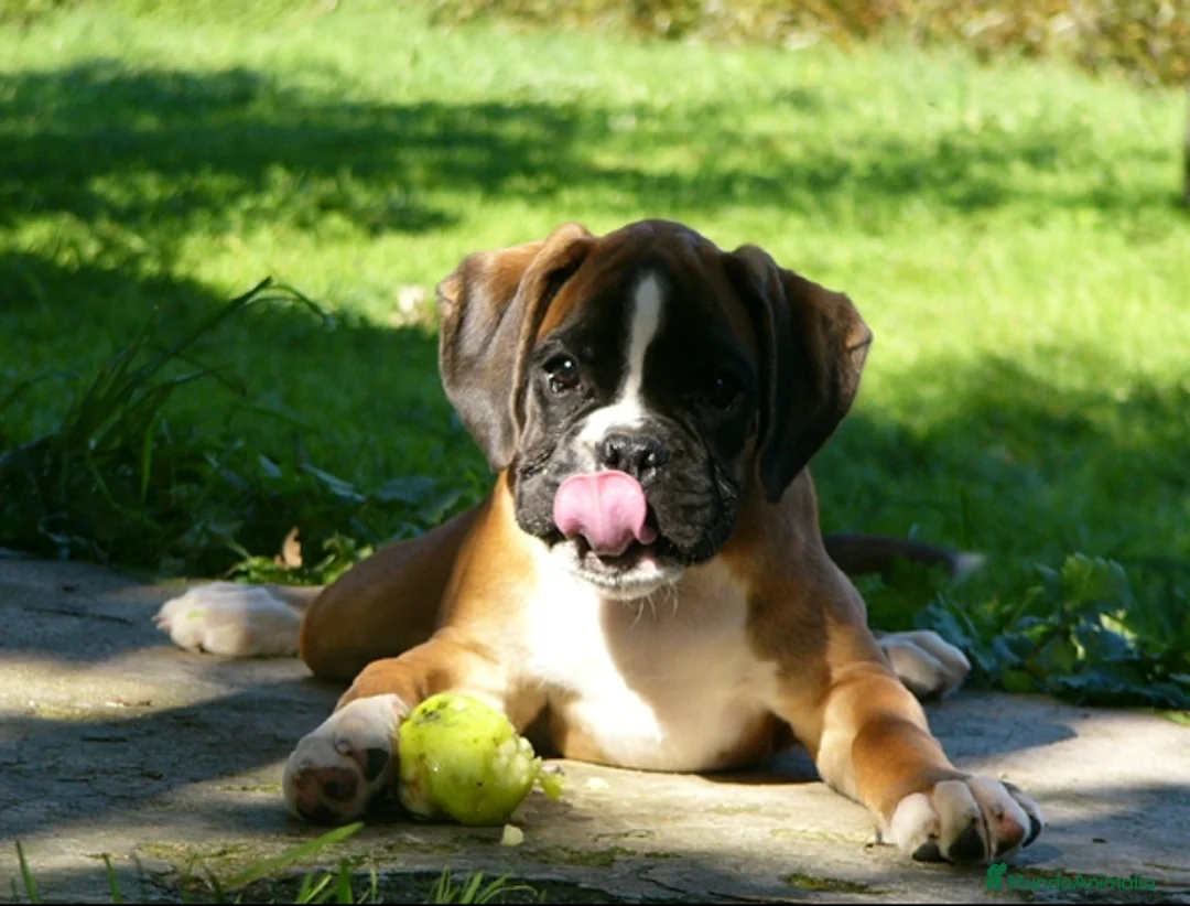 Imagen de galería {{count}}