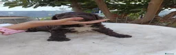 Perro de Agua Español perros en venta: Perro de agua  - Anuncio 6