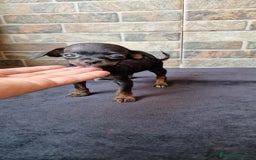 Chihuahua perros en venta: HEMBRA CHIPOO - Imagen 1