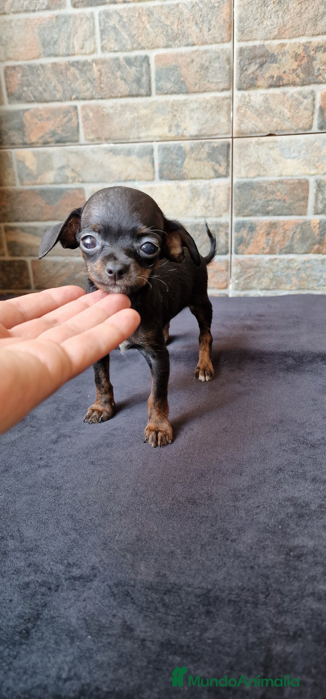Chihuahua perros en venta: HEMBRA CHIPOO - Imagen 1