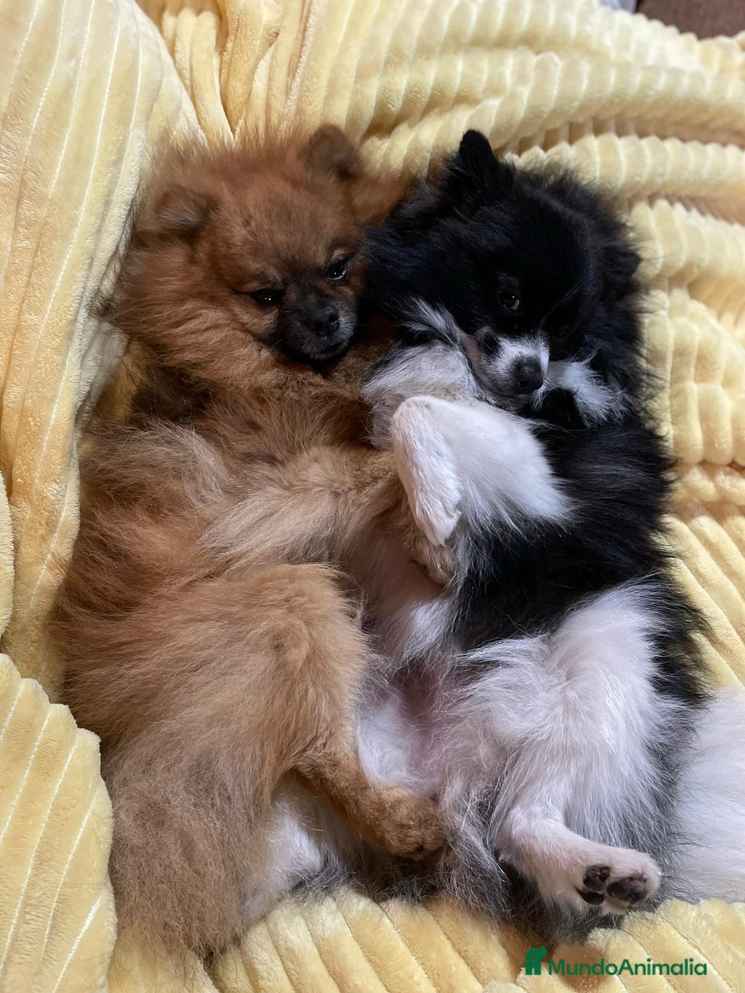 Pomerania perros en venta: Pomerania - Anuncio 5