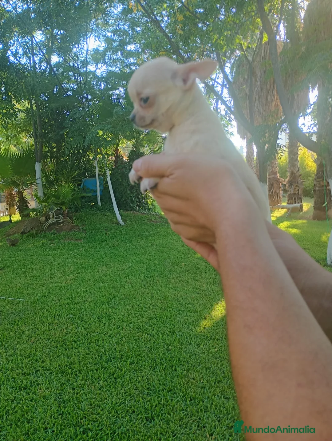 Chihuahua perros en venta: Disponible Chihuahuas Macho y hembras  - Anuncio 2