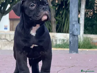 American Bully perros Cachorros de American Bully - Anuncio 1