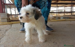 Perro Crestado Chino perros en adopcion: Adopcion Crestado Chino con pelo. en Sevilla - Imagen 1