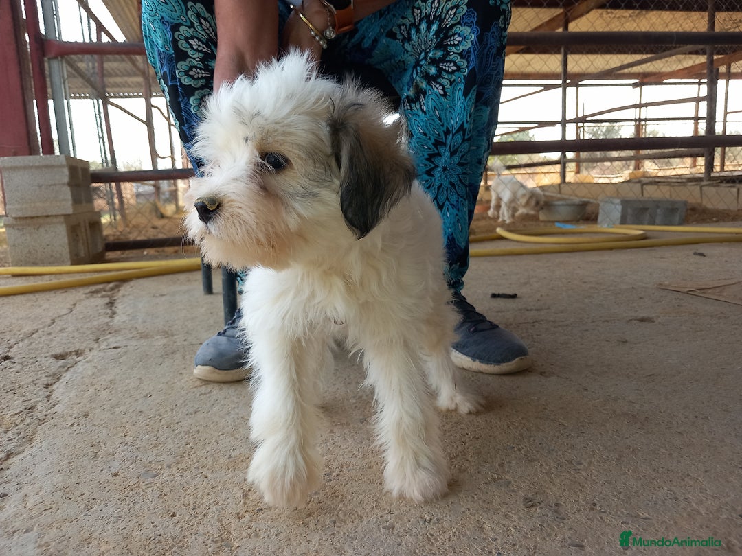 Perro Crestado Chino perros en adopcion: Adopcion Crestado Chino con pelo. en Sevilla - Imagen 1