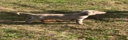 Braco de Auvernia perros en venta: Bracos de weima  - Anuncio 2