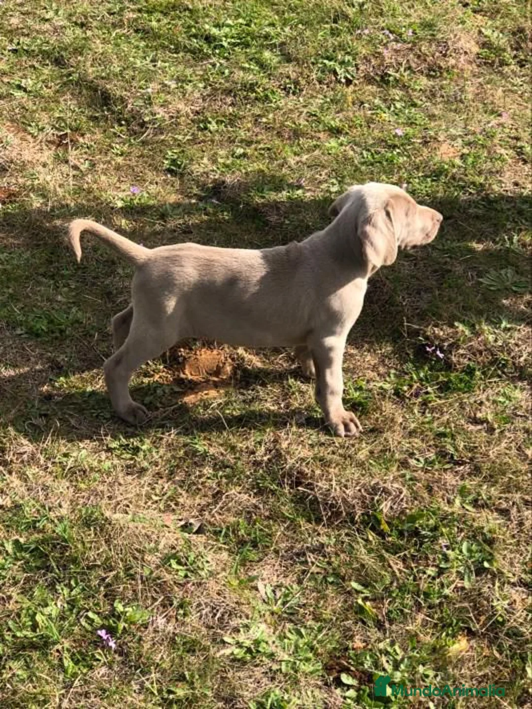 Braco de Auvernia perros en venta: Bracos de weima  - Anuncio 2