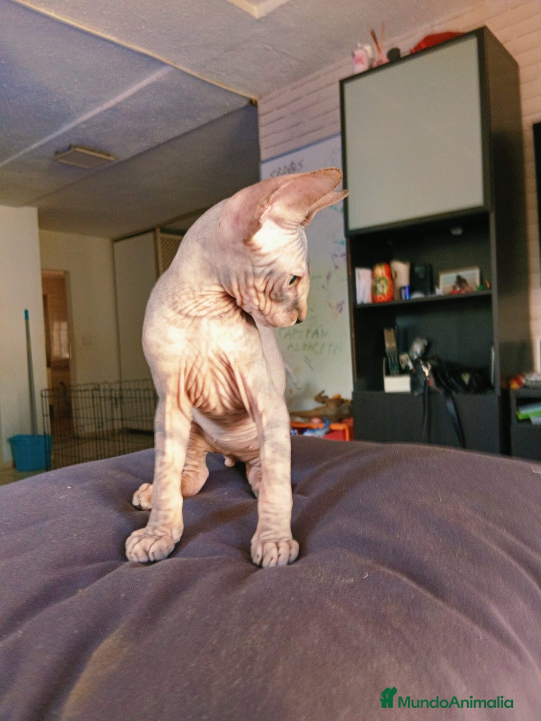 Sphynx gatos en venta: Sphynx Macho Blanco - Imagen 2