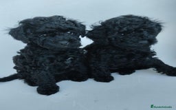 Caniche Toy perros en venta: Preciosa camada de caniche toy  - Imagen 5