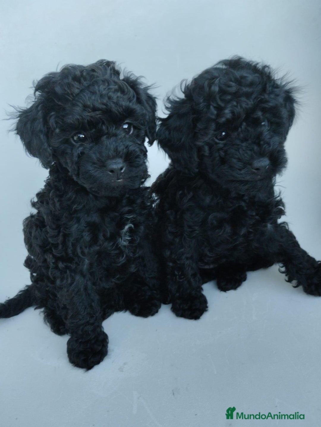 Caniche Toy perros en venta: Preciosa camada de caniche toy  - Imagen 5