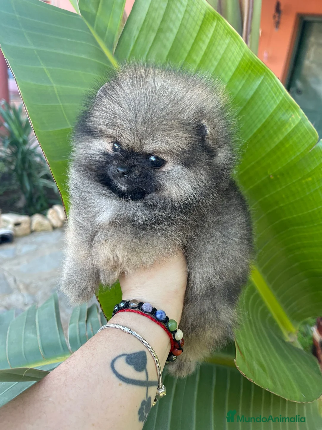 Pomerania perros en venta: pomerania bebe supèr super pequeño en Málaga - Anuncio 2