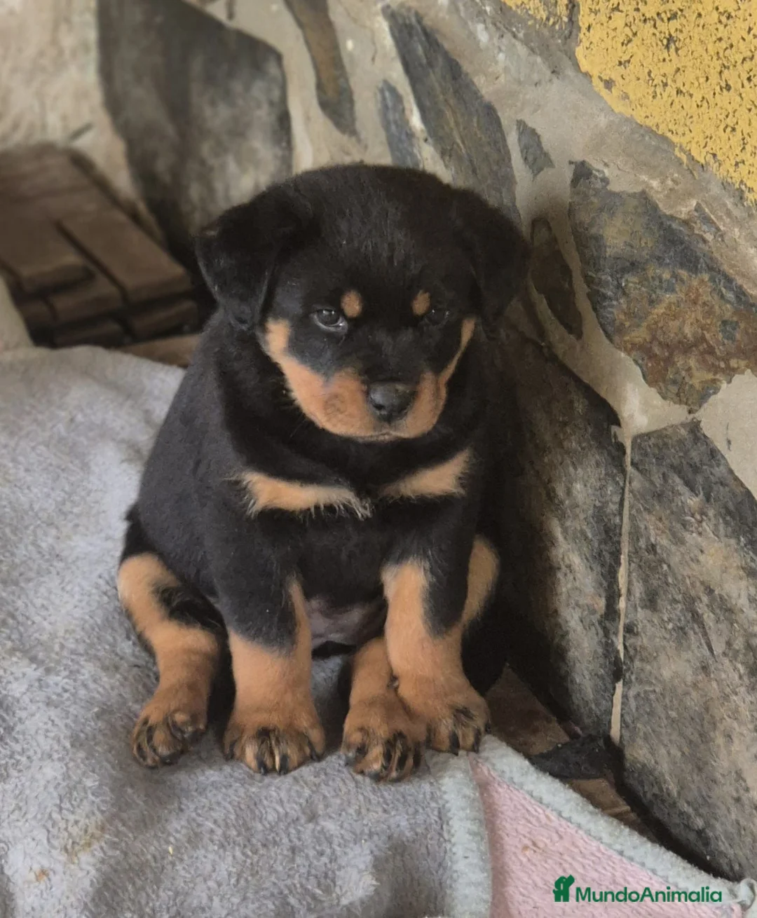 Rottweiler perros en venta: Rottweiler  - Anuncio 5