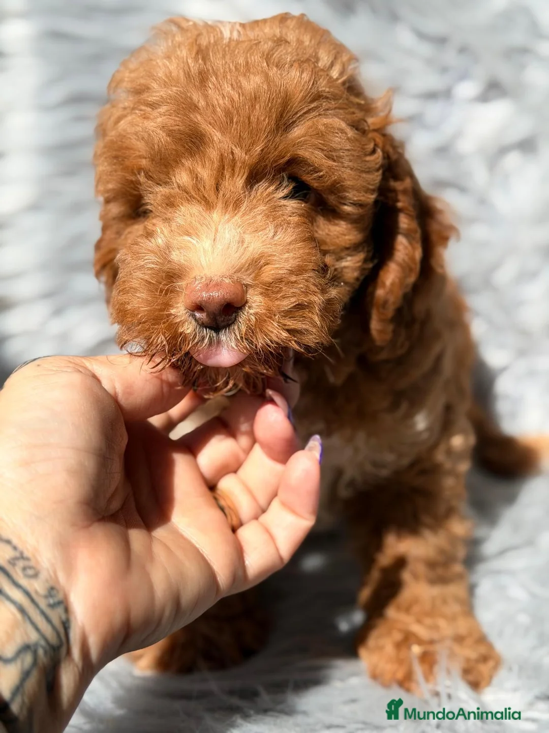 Maltipoo perros en venta: MALTIPOO ROJO - Anuncio 6