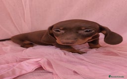 Teckel Miniatura perros en venta: Teckel chocolate kanichen hembra  - Anuncio 2