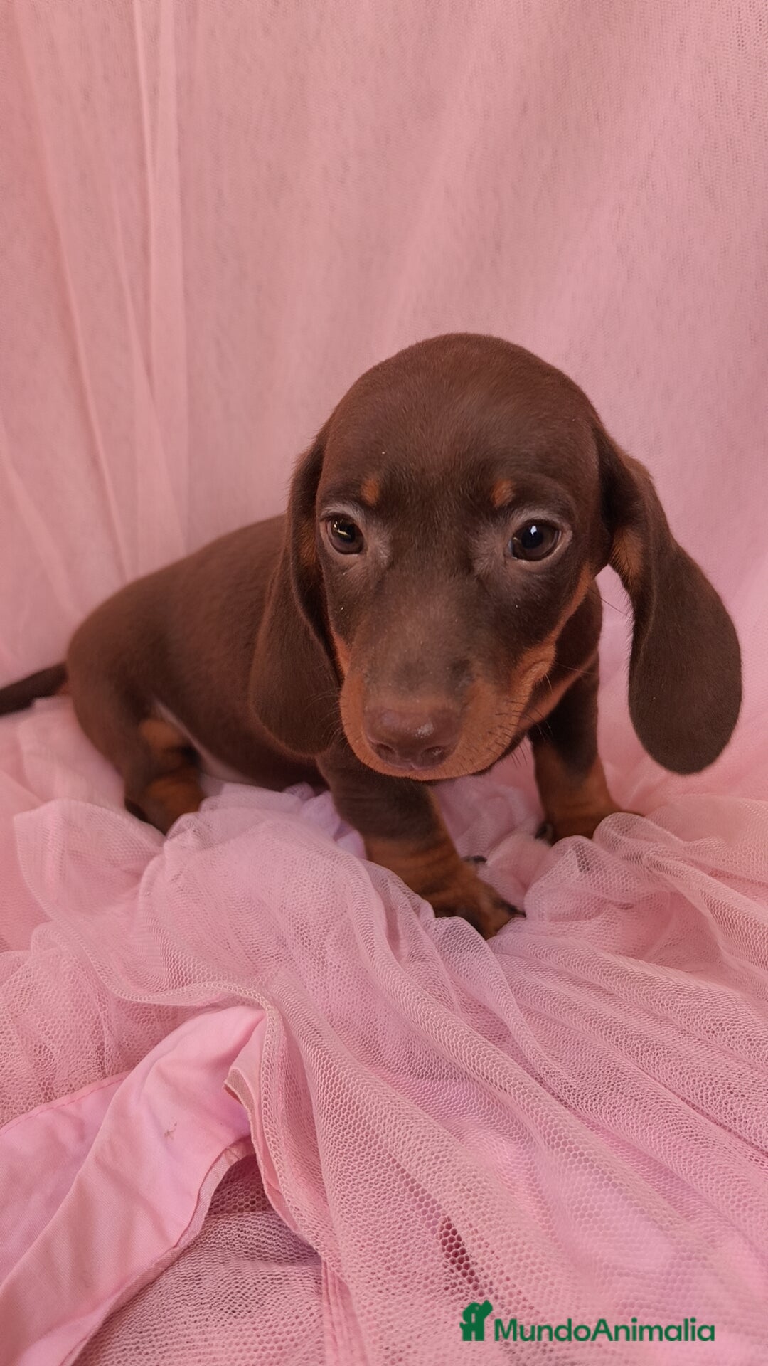 Teckel Miniatura perros en venta: Teckel chocolate kanichen hembra  - Anuncio 2