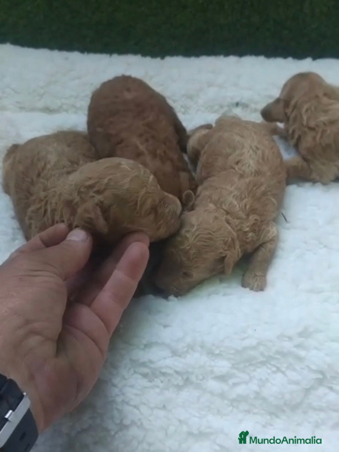 Caniche Toy perros Camadas de caniches toy machos - Anuncio 1