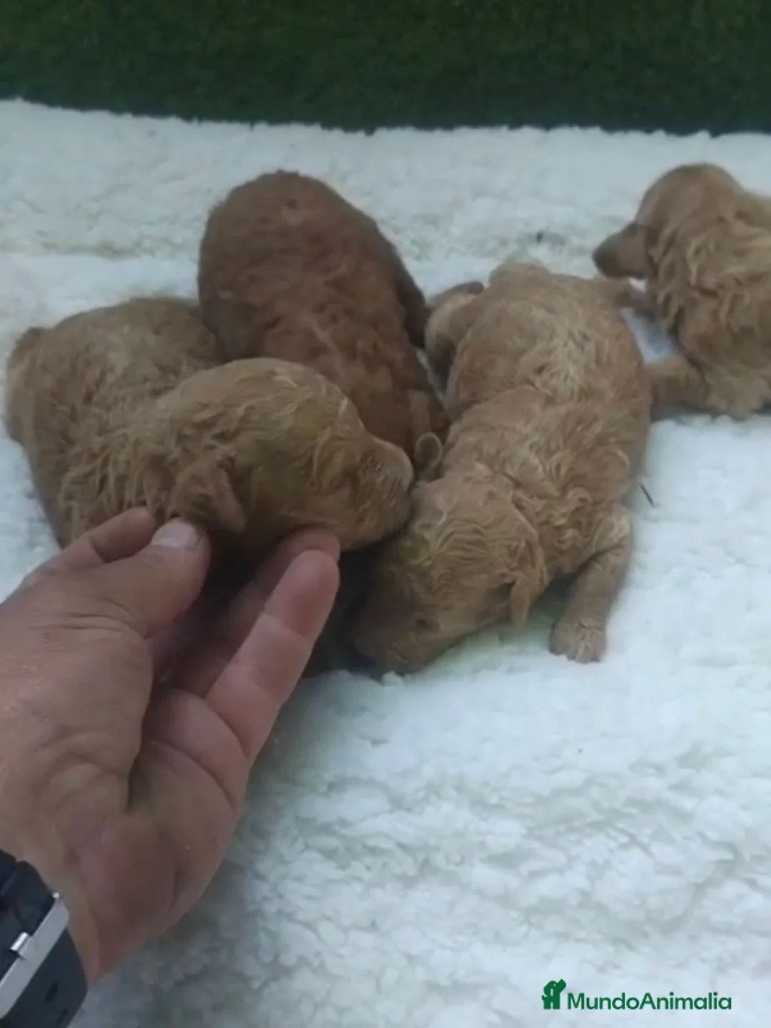 Caniche Toy perros en venta: Camadas de caniches toy machos - Anuncio 1