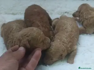 Caniche Toy perros Camadas de caniches toy machos - Anuncio 1