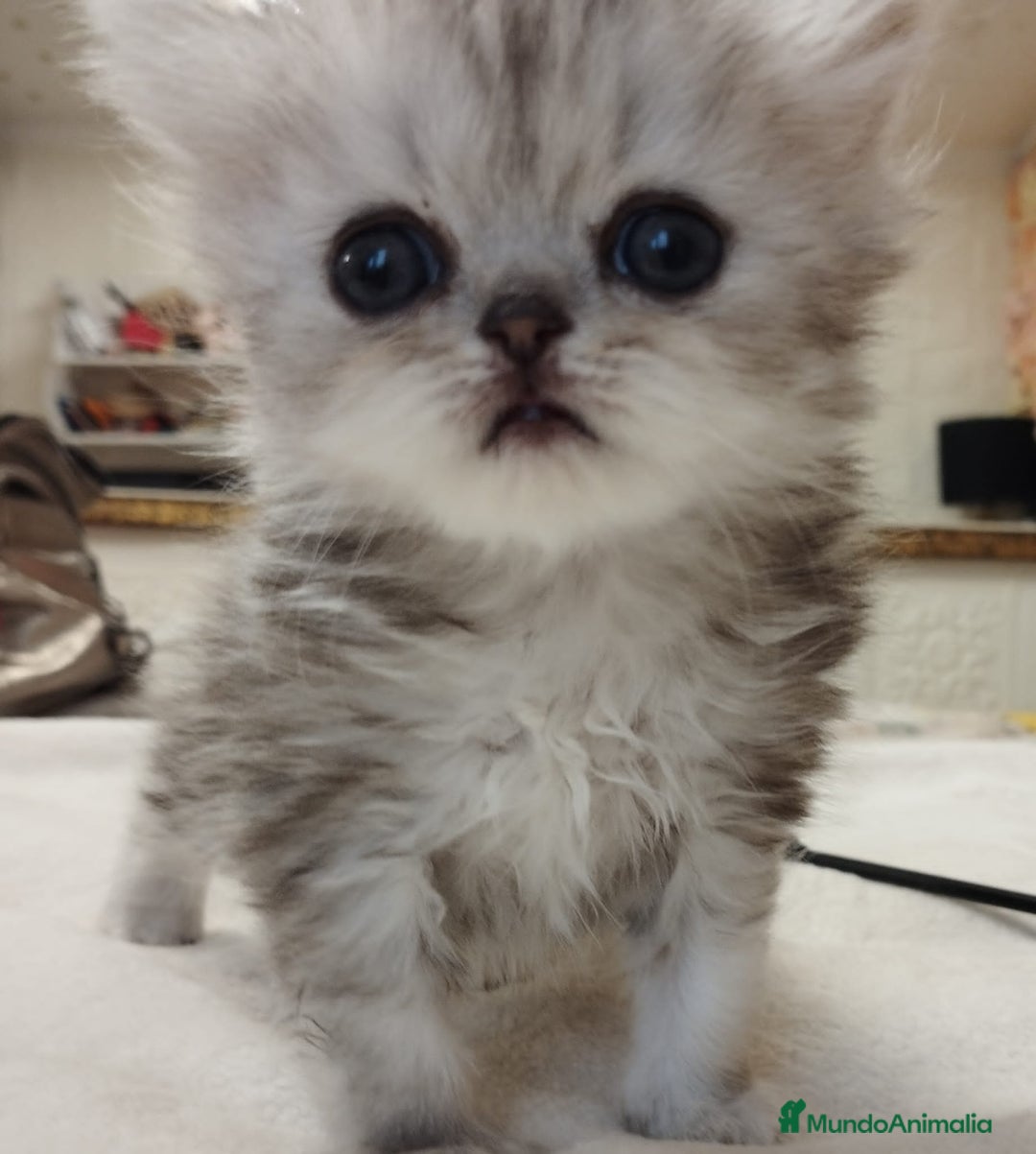 Persa gatos en venta: Chinchilla Silver Macho - Imagen 4