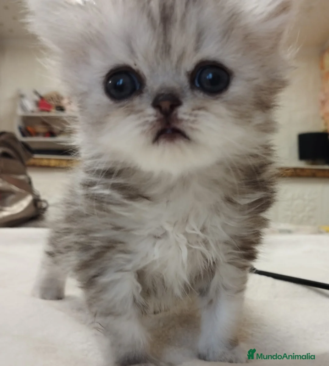 Persa gatos en venta: Chinchilla Silver Macho - Anuncio 4