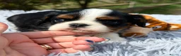 Cavalier King Charles Spaniel perros en venta: Cavalier tricolor  - Anuncio 2